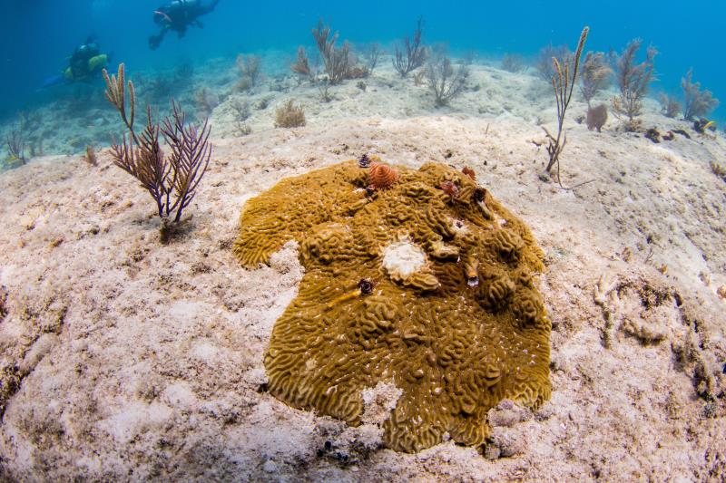 Corales