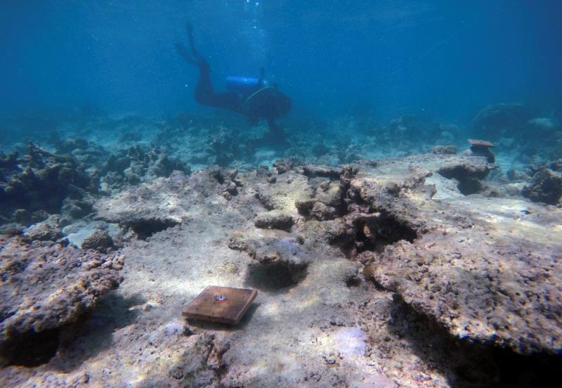 La Gran Barrera coralina