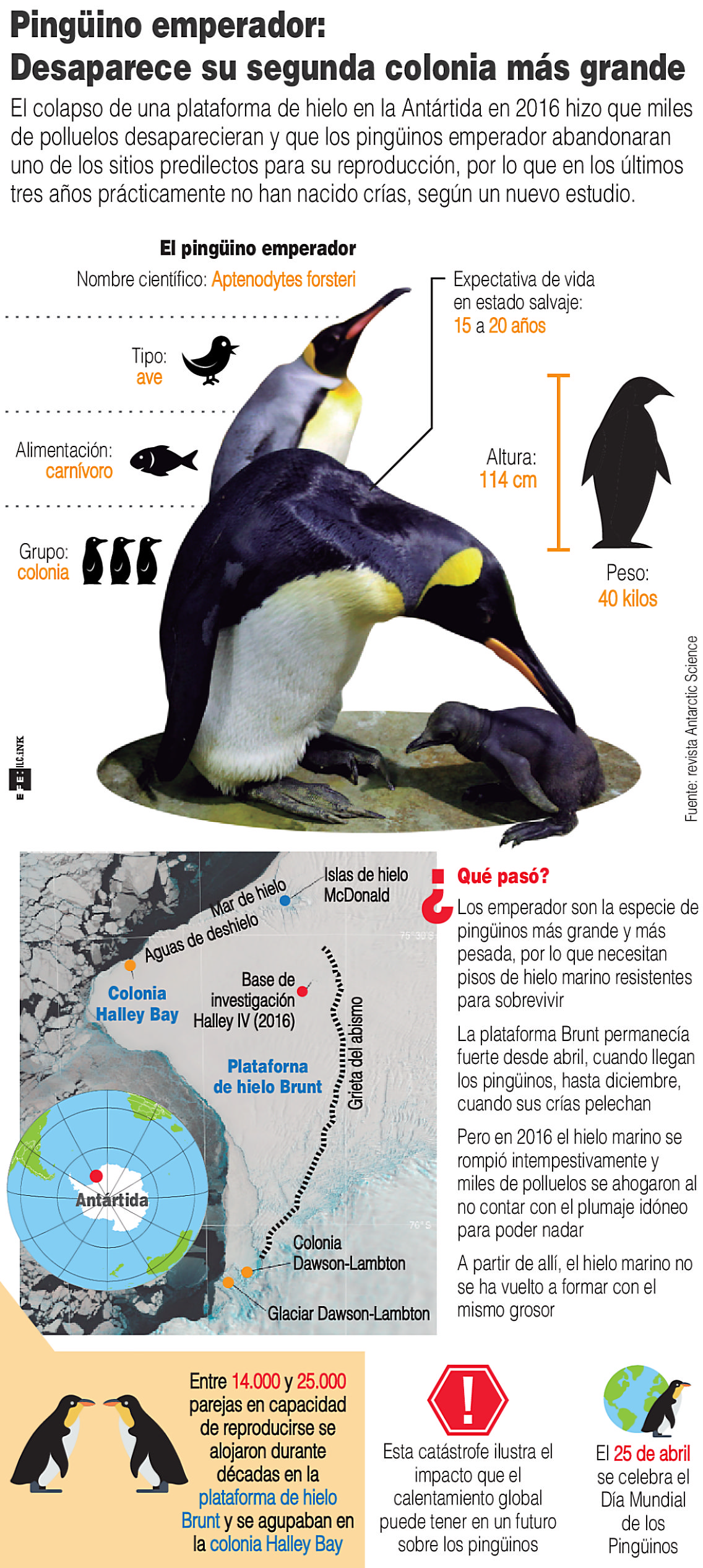 Infografía de Pingüino emperador 