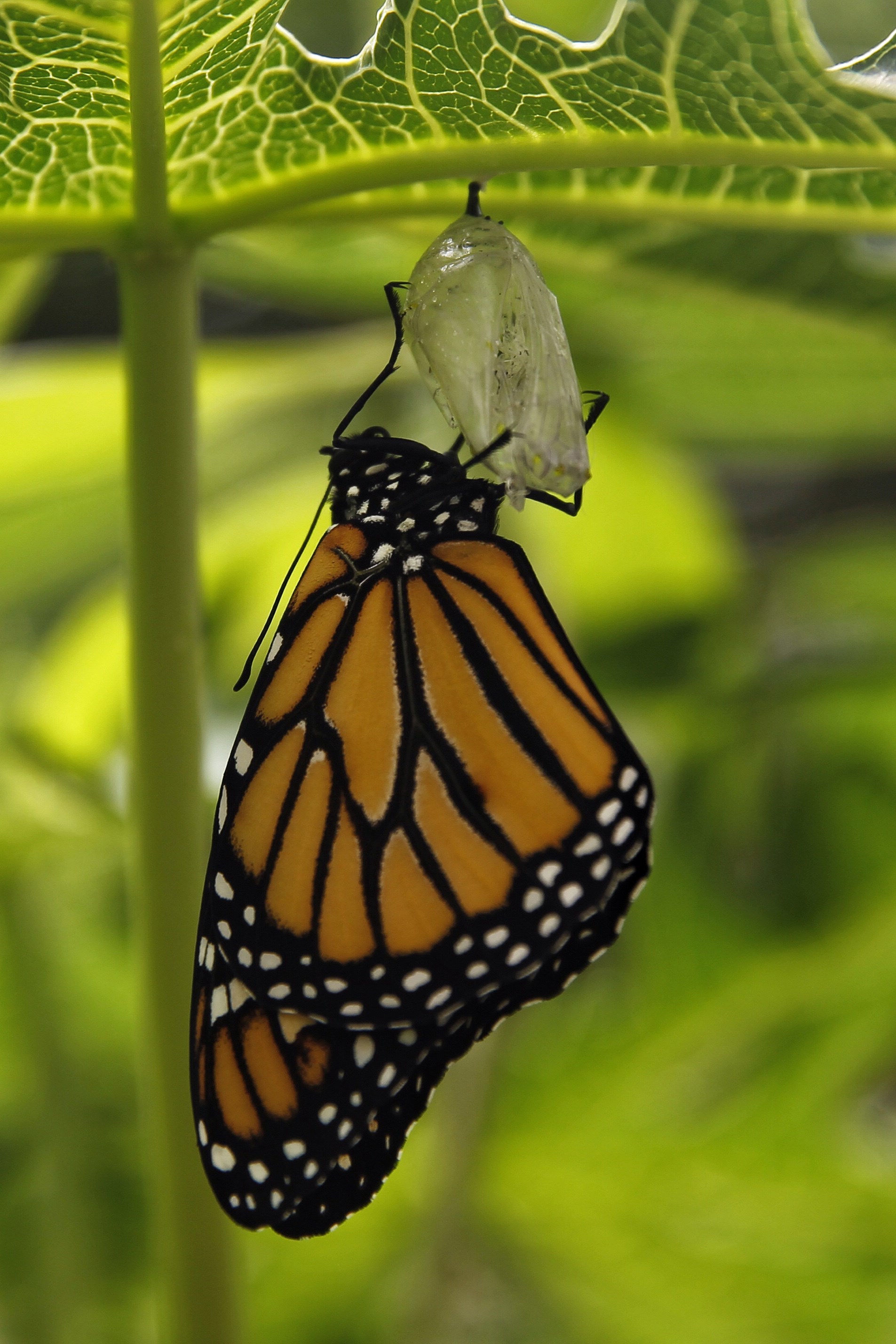 Mariposa monarca