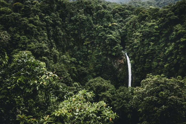 Bosque Costa RIca