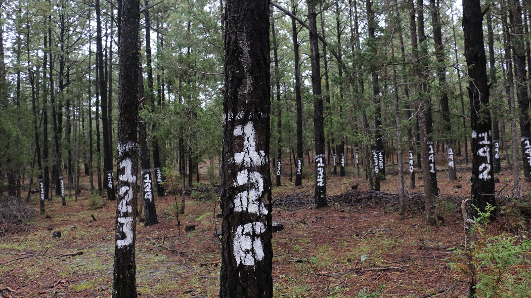 Bosques en Chihuahua