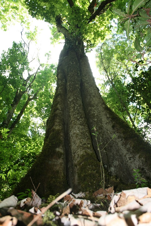 Árbol Maple