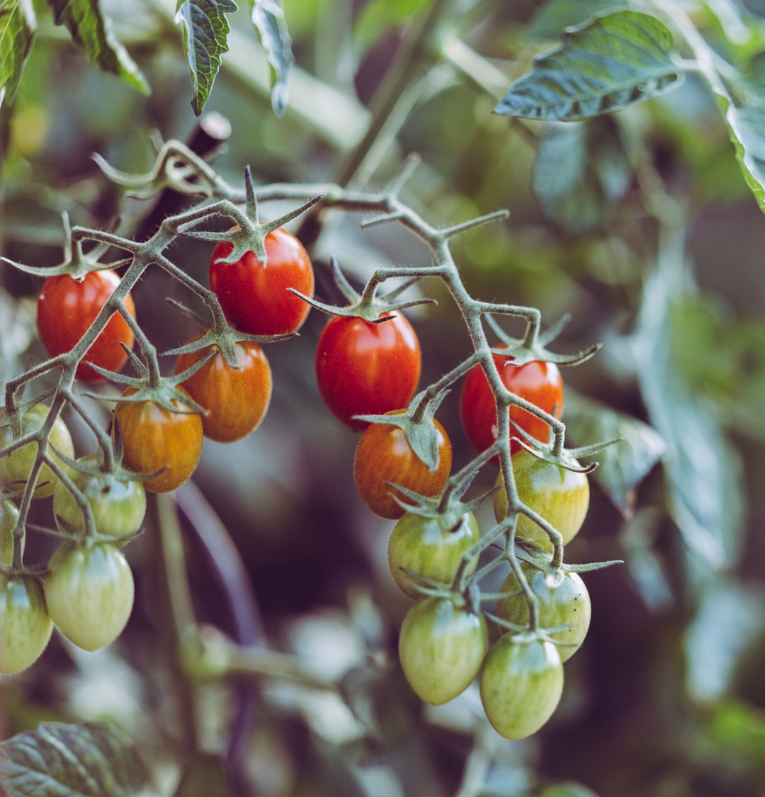 Alimentos sustentables