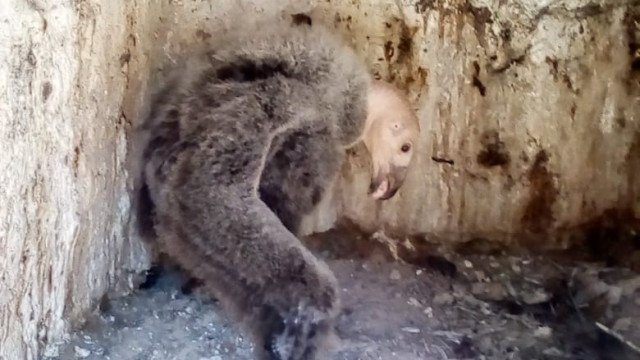 Cóndor
