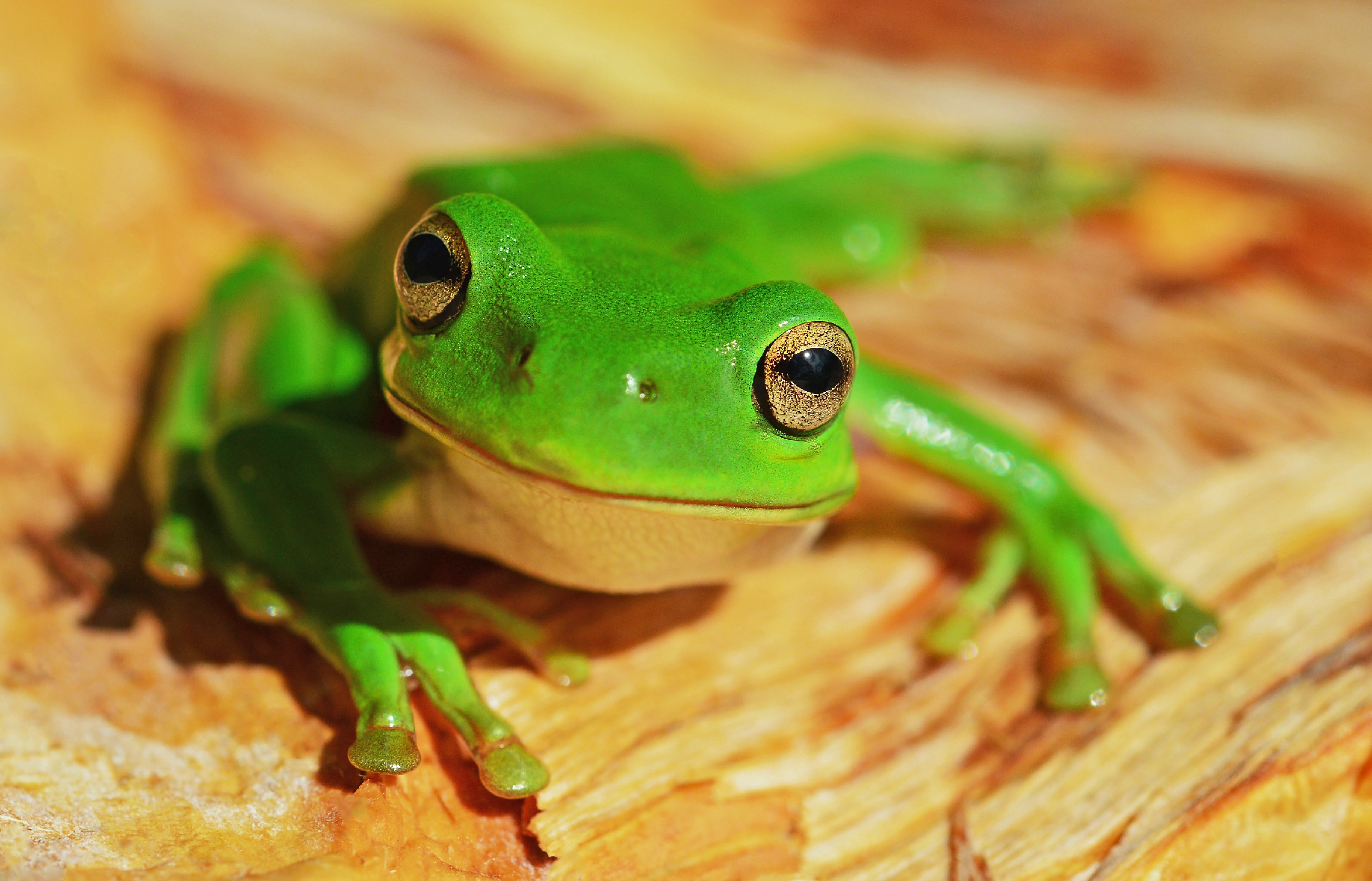 Anfibio rana verde