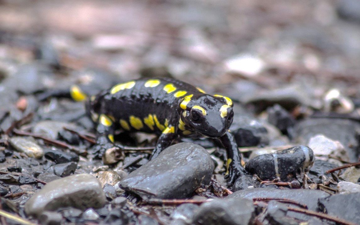 Anfibios