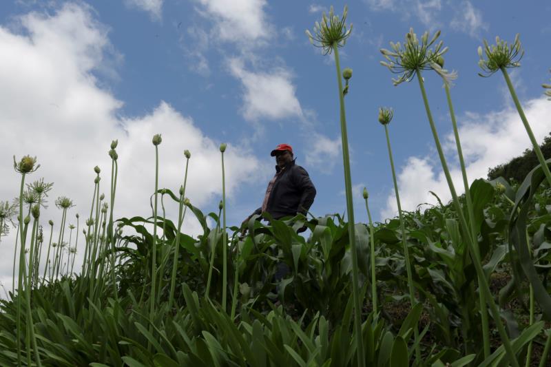 Campesino