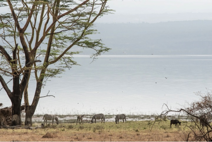 Lago Nakuru en Kenia