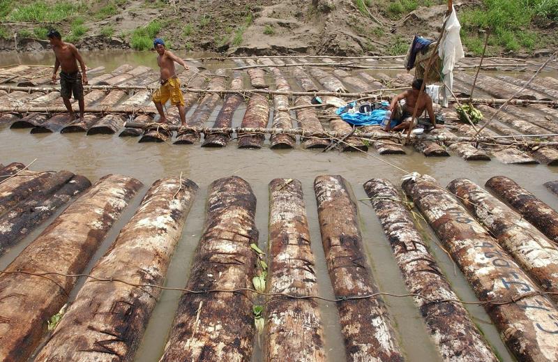 Perú contra tala ilegal