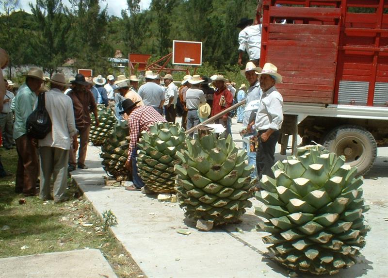 Productores de mezcal.