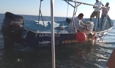 Profepa realiza desmalle de una ballena