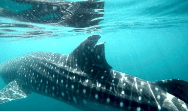 Tiburón ballena