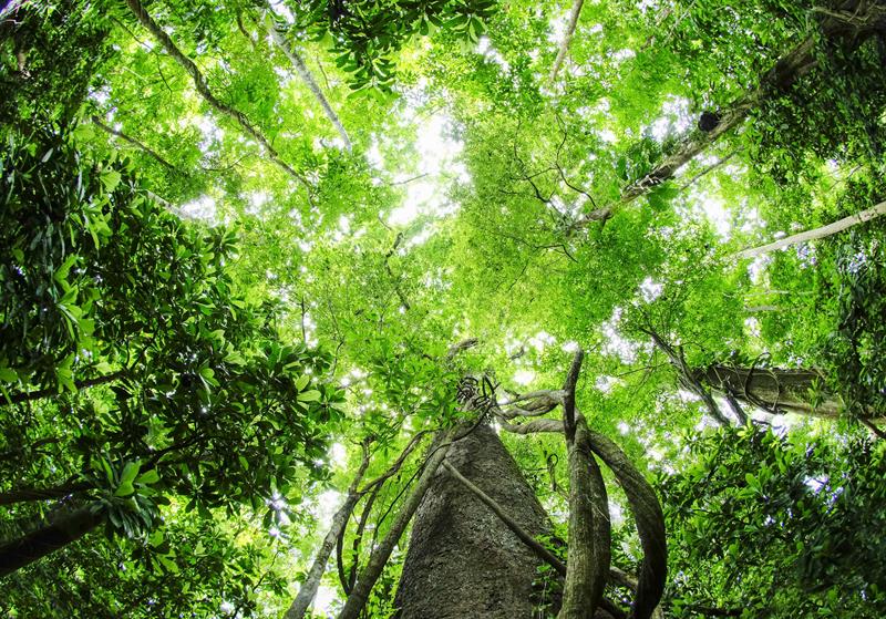 Bosques de costa Rica