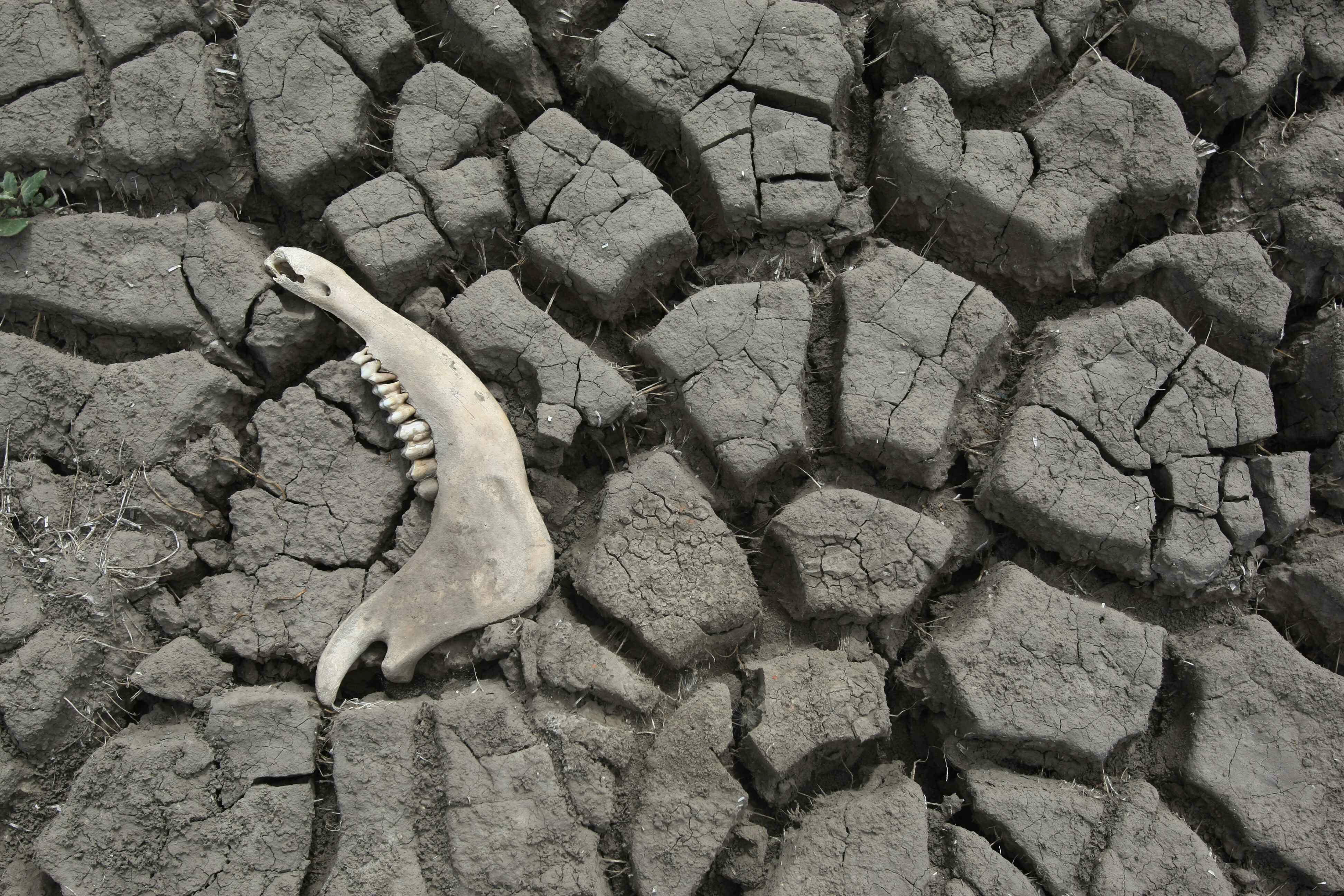 Desertificación del suelo