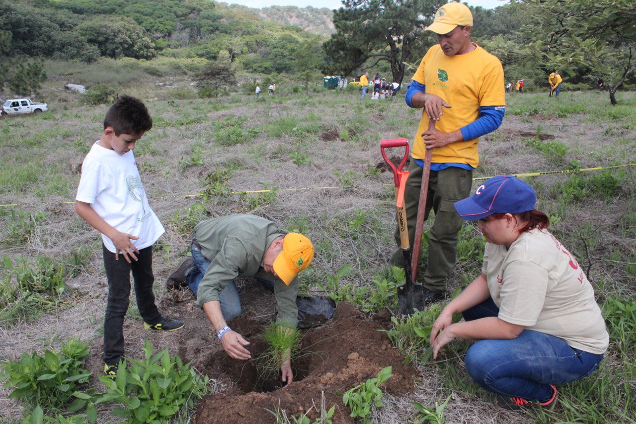 Reforestación