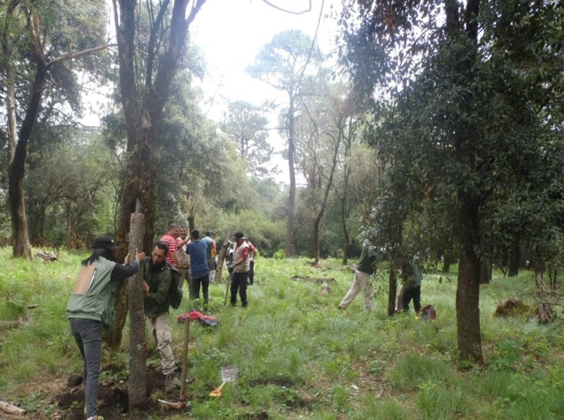 Bosque en Tlaplan