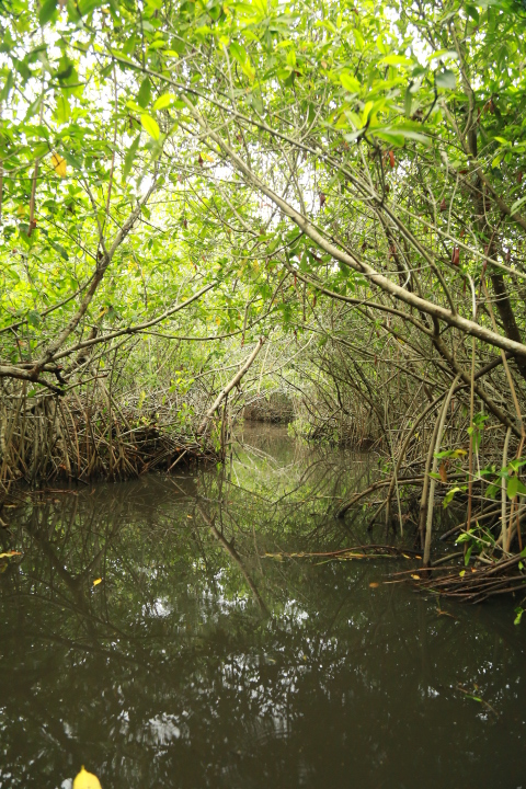 Manglar