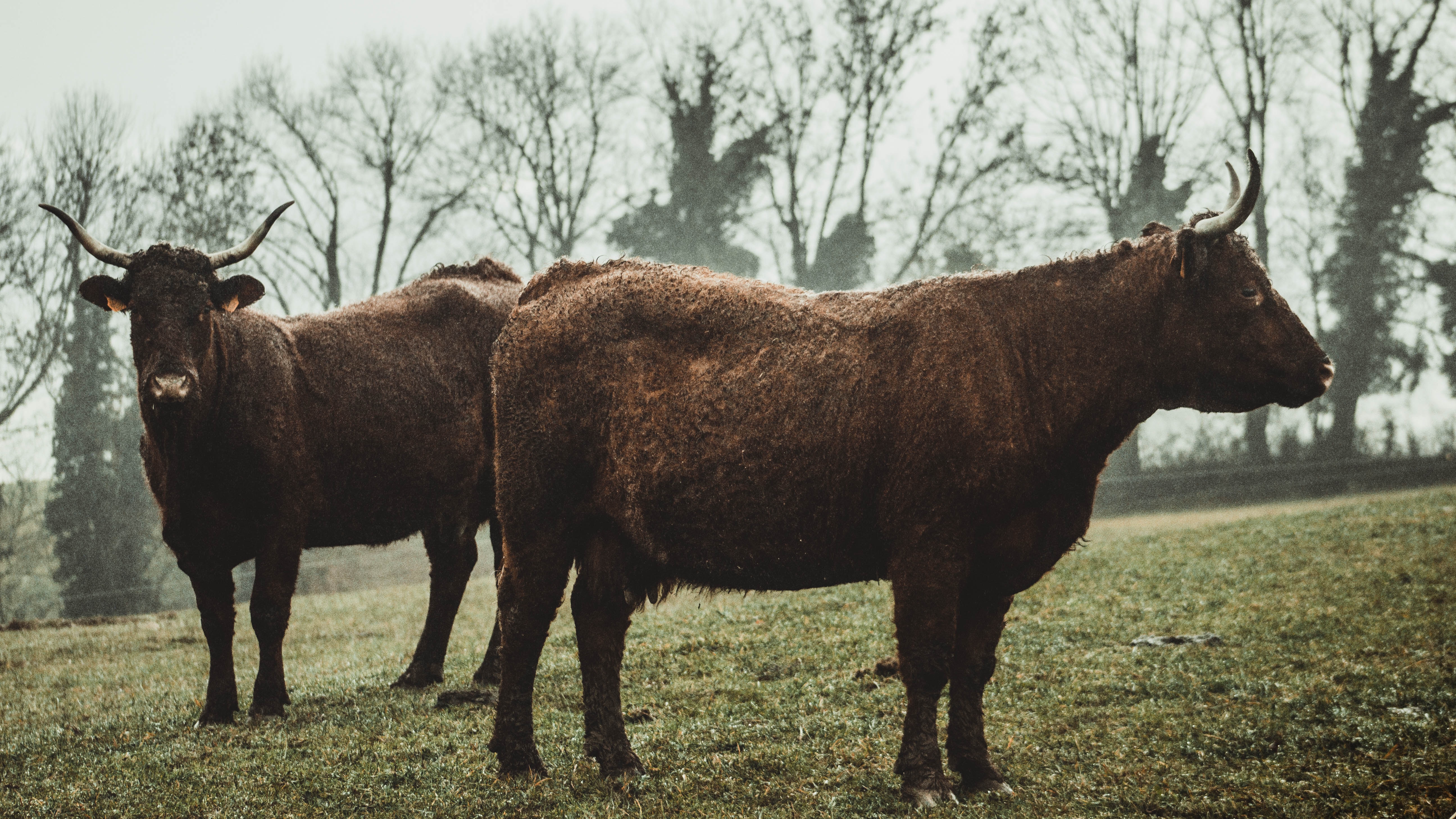 Toros