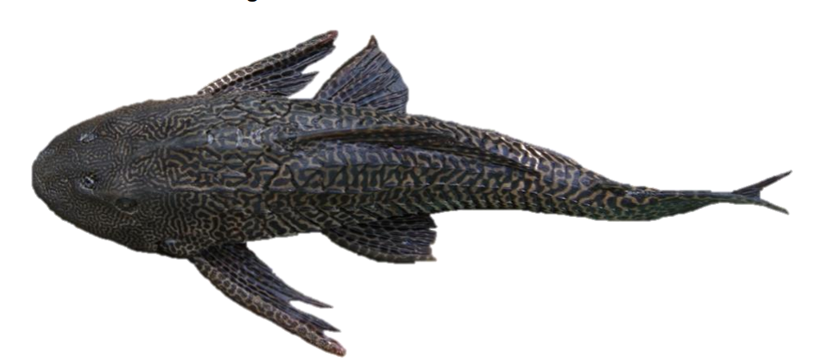 Pez pleco