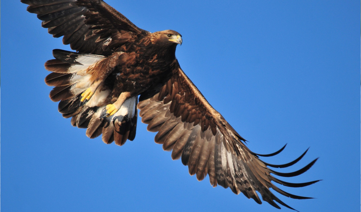 El águila real, amenazada por tráfico ilegal y cambio climático