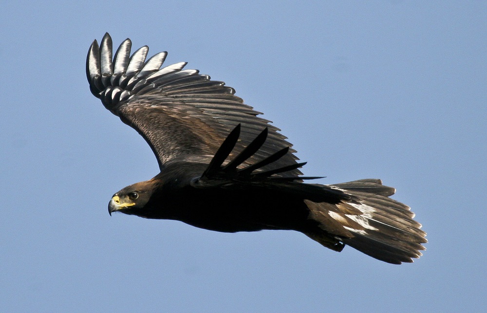 Emblemática águila real mexicana continúa en peligro de extinción
