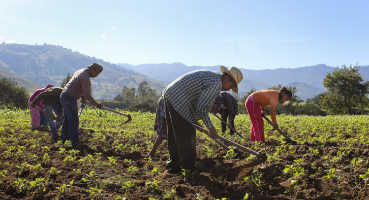 Campesinos