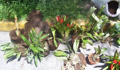 Orquídeas