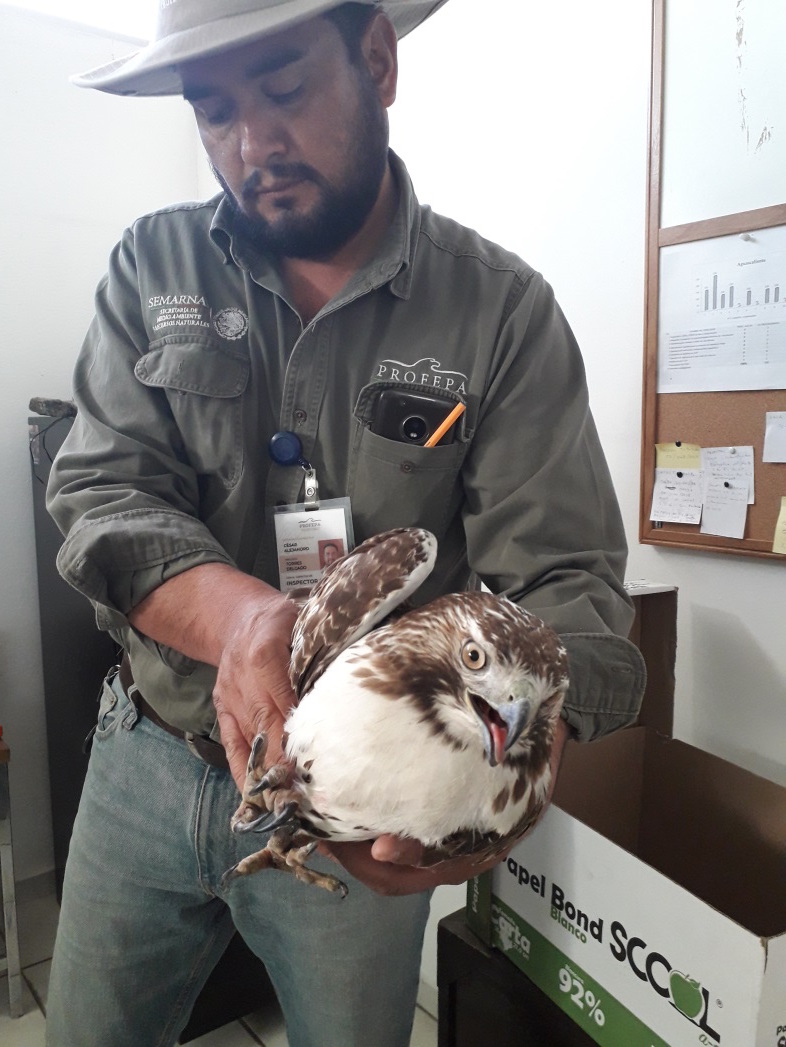 Inspector de la Profepa