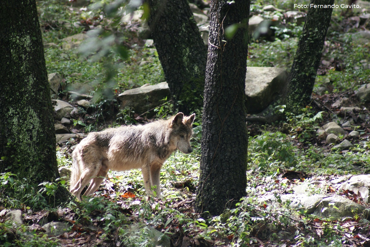 El lobo mexicano, una especie en recuperación