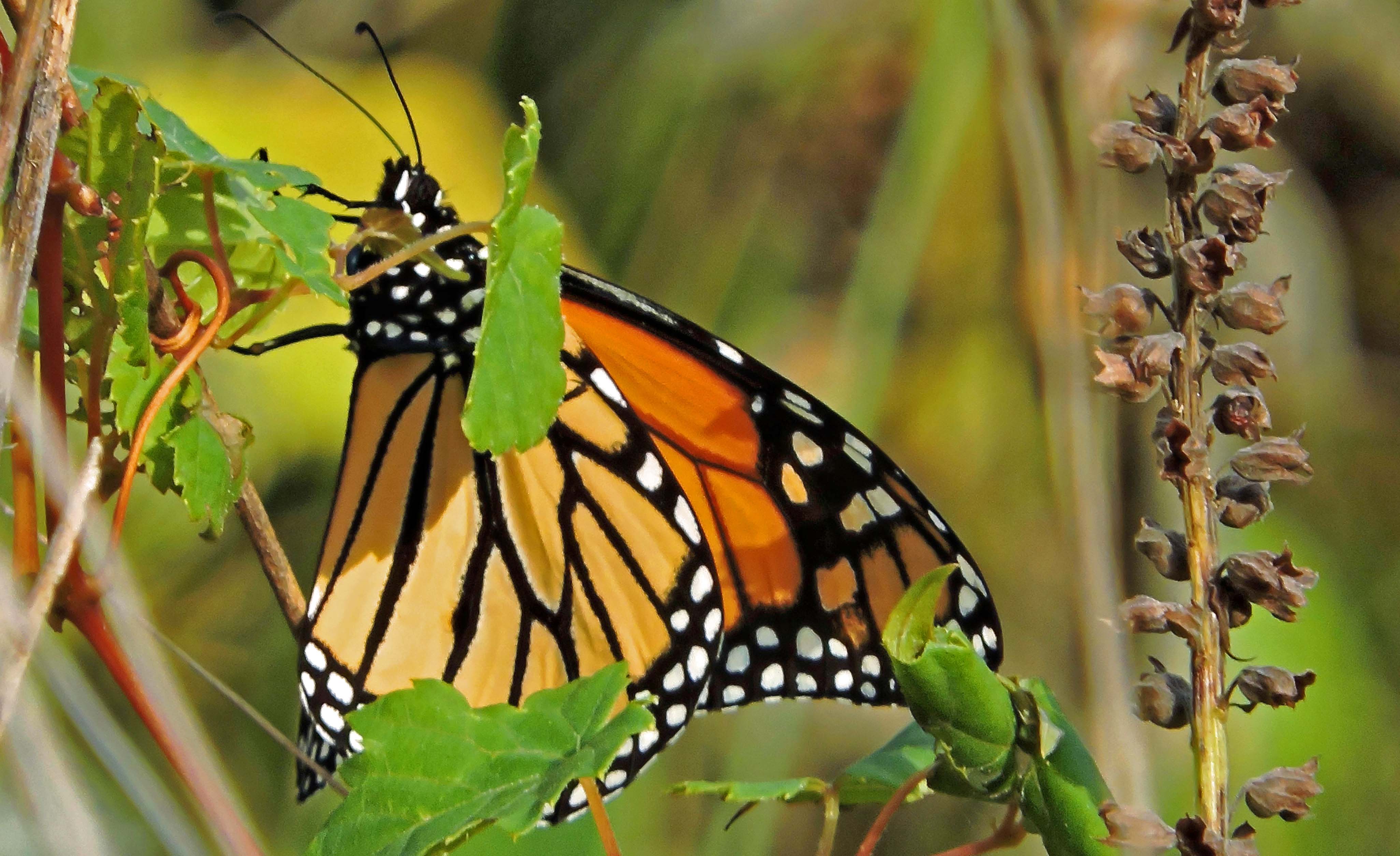 mariposa monarca