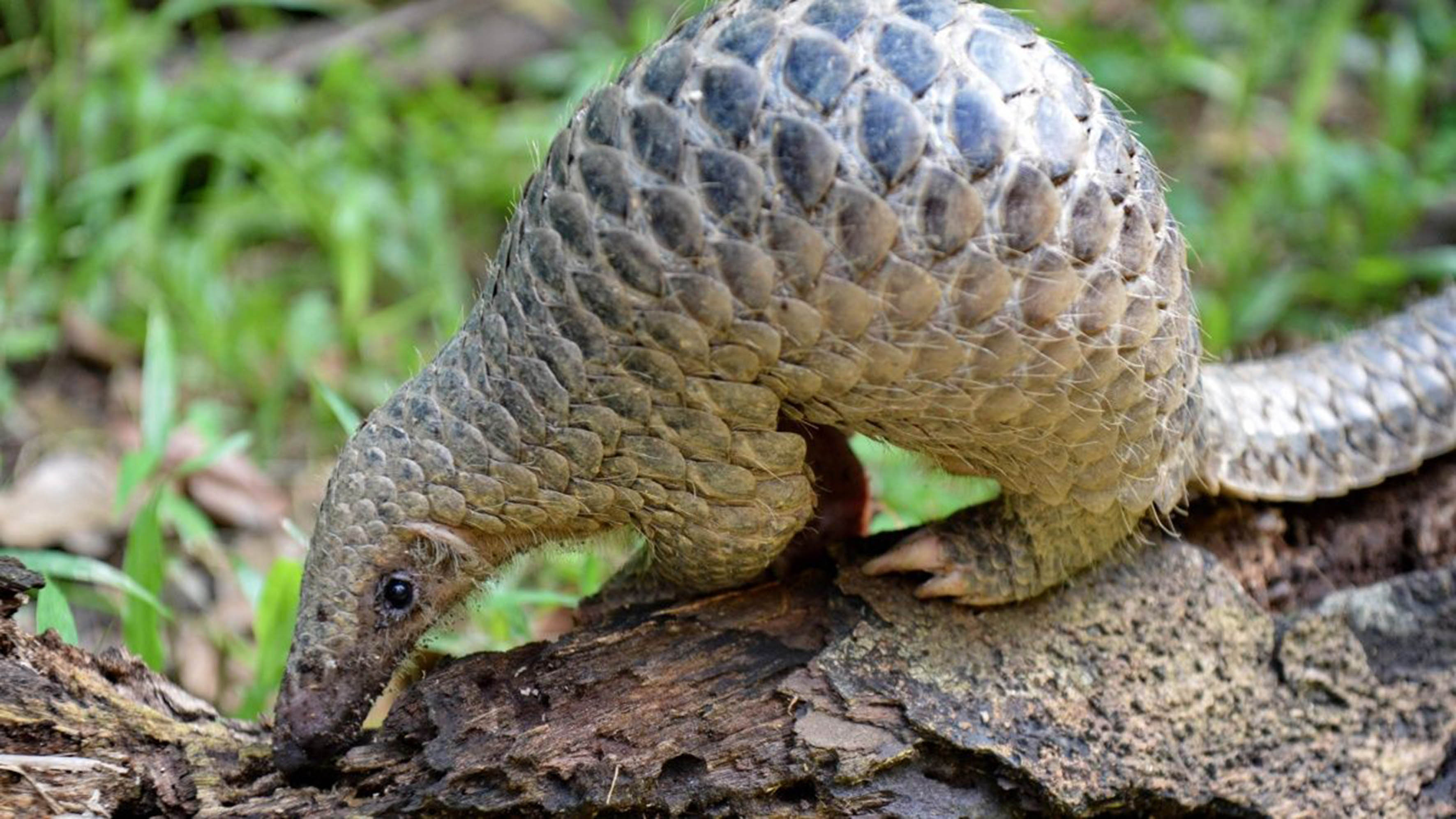 Santuário na Libéria resgata pangolins, mamíferos mais traficados do mundo