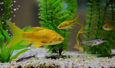 Peces de ornato