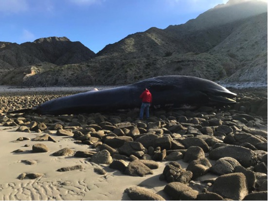 ballena varada