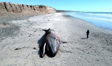 Ballena varada