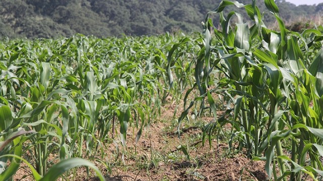 Cultivo de maíz