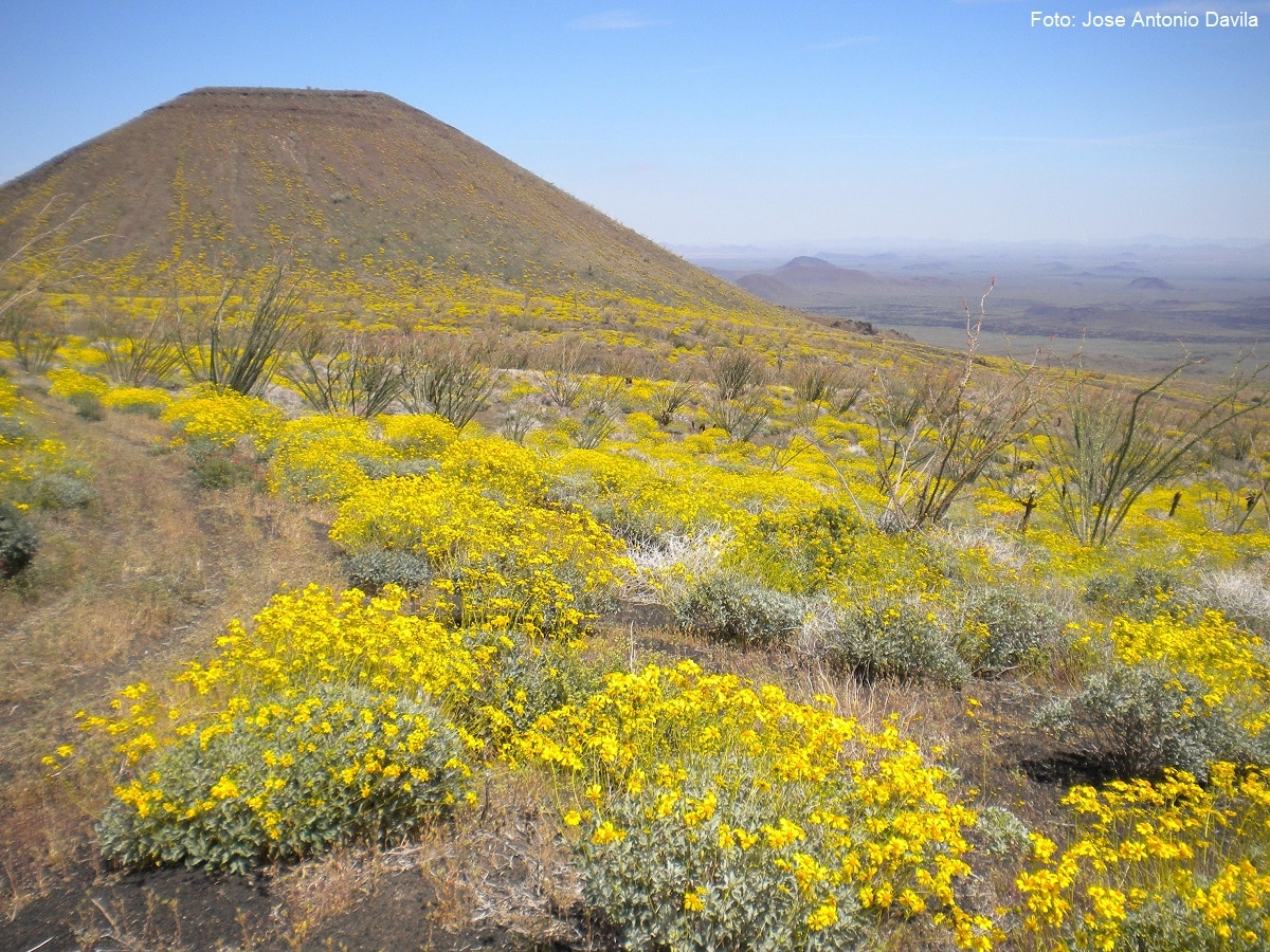 El Pinacate y Gran Desierto de Altar se llenan de flores cada año