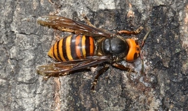 Avispón gigante asiatico