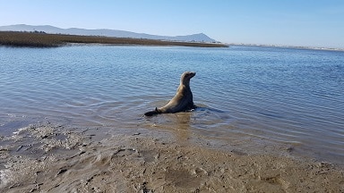 lobo marino