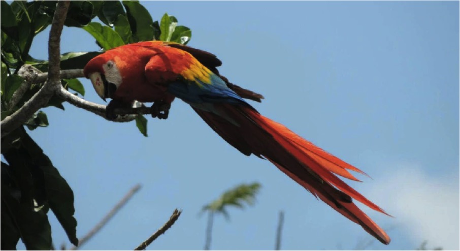 Guacamaya roja