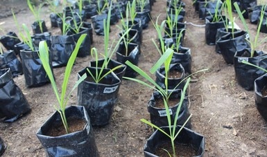 Plantas de caña de azúcar