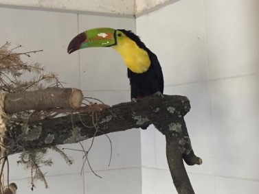 Tucan