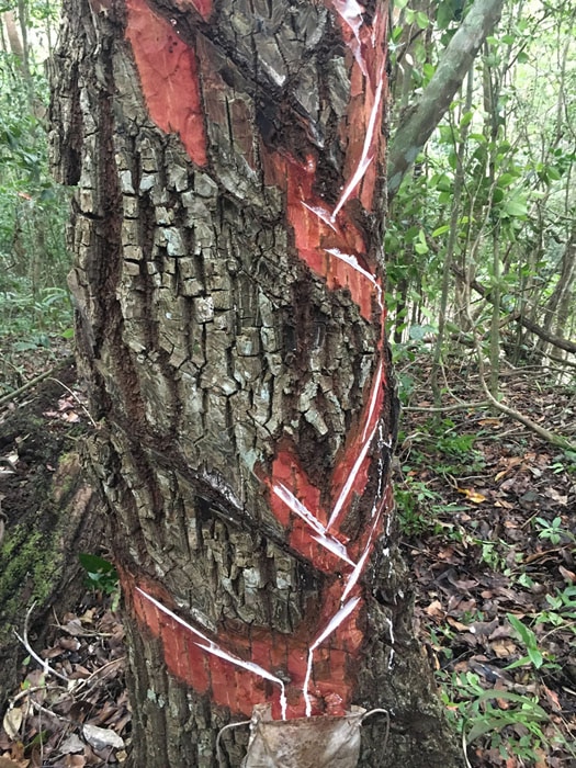 Árbol chicozapote