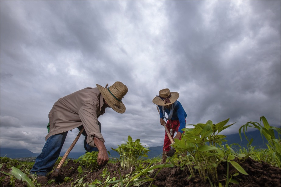 Cultivo y agricultores