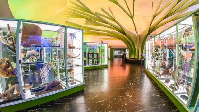 Museo