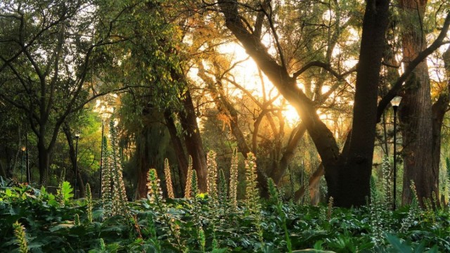 Bosque de Chapultepec