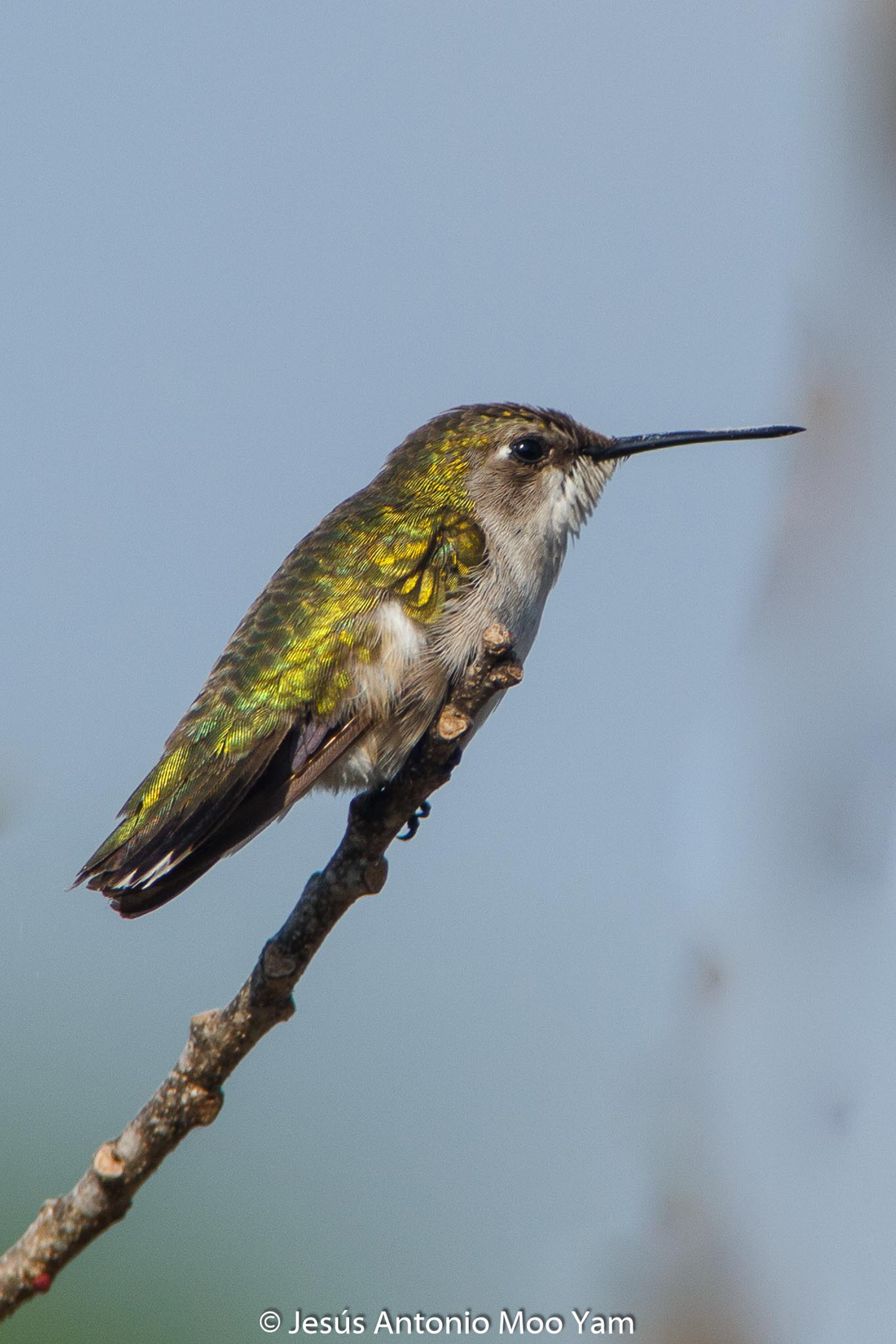 Colibrí