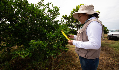 Agricultura