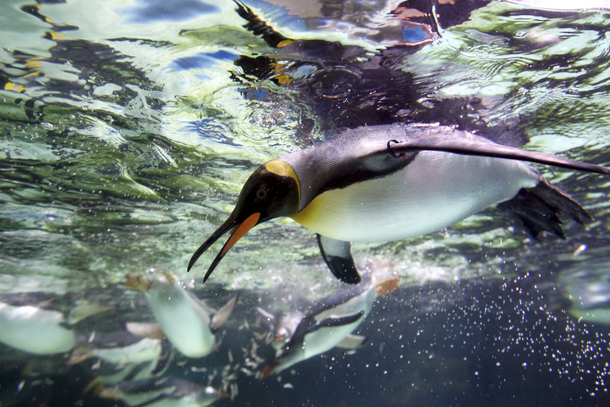 El pingüino, uno de los animales más peculiares del planeta