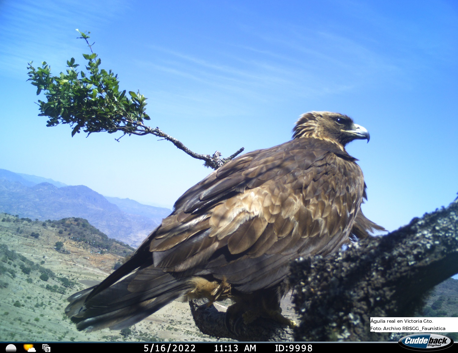 La reproducción del águila real crece 75% en la Sierra Gorda